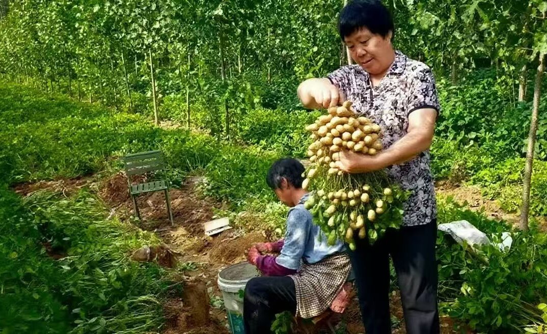 槐糖脂生物表活剂技术赋能农业提质增效 “利百农”槐糖脂有机水溶肥田间试验获突破