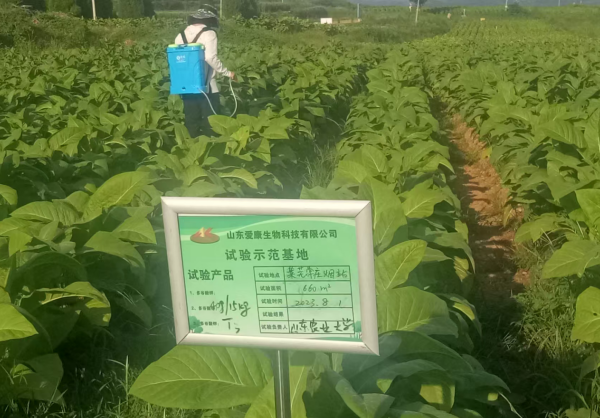山东莱芜烟区验证有机水溶肥效能 "利百农"30克浓度方案显优势