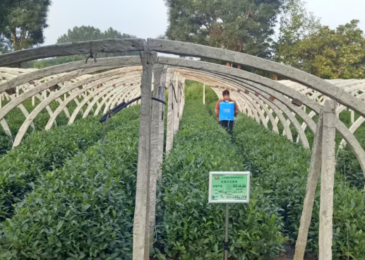 山东爱康有机水溶肥试验成效显著 "利百农"助力茶树增产提质