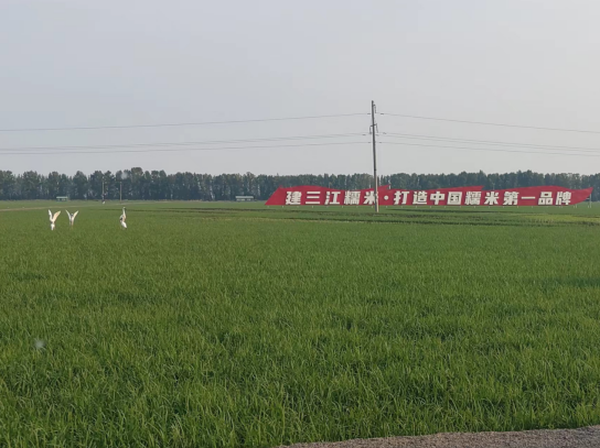 寒地水稻种植技术新突破 "利百农"有机水溶肥助力建三江增产增效