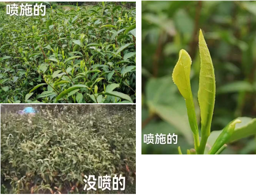 专家茶农齐认可！“利百农”有机水溶肥助力天柱山茶叶提质增产